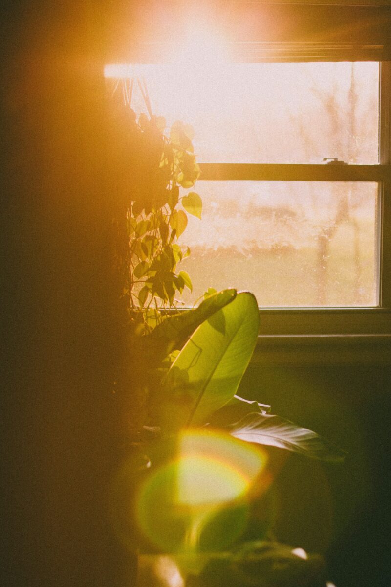 plant by a window